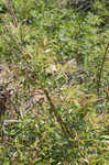 Prairie willow